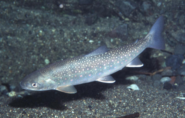 Salvelinus malma